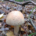 Blusher Amanita rubescens