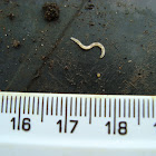 Stiletto Fly larva