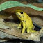Golden Poison Dart Frog