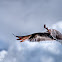 Laughing Gull
