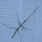 Northern Walkingstick
