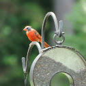 Northern Male Cardinal