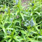 Blue Milkweed