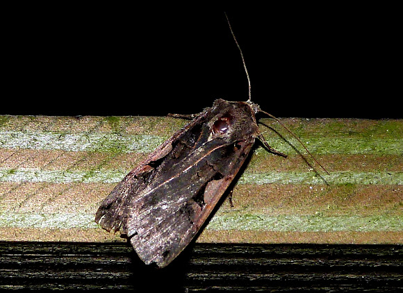 Spotting Image 1