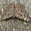 Feronia Cracker
