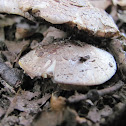 Flat-bulb mushroom