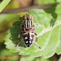 Native Drone Fly