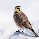 Horned Lark