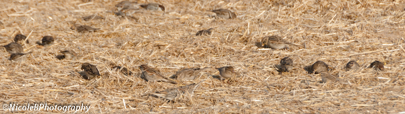 Spanish Sparrow