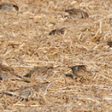 Spanish Sparrow