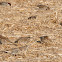 Spanish Sparrow