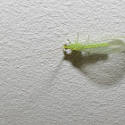 Green Lacewing