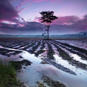 violets are blue by Rodrigo Layug - Landscapes Prairies, Meadows & Fields ( sunrise, landscape, fields )