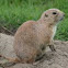 Prairie dogs 