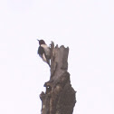 Red-headed Woodpecker