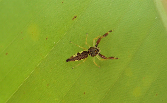 Spotting Image 1