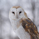 Barn Owl