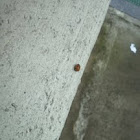Ladybird