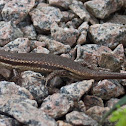 Seychelles skink