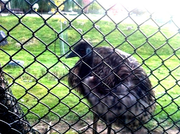 Spotting Image 1