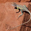 Collared Lizard