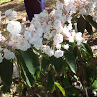Mountain Laurel