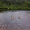 Canadian geese