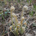 Bracken Fern