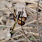 Widow skimmer