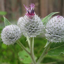 Greater burdock