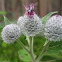 Greater burdock
