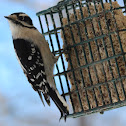 Downy Woodpecker