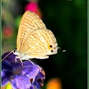 Pea Blue or Long-tailed Blue Butterfly