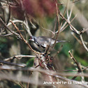 Lesser Whitethroat