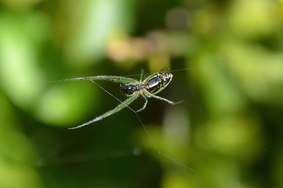 Spotting Image 1