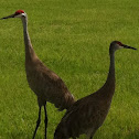 Florida sandhill crane
