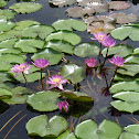 water lily