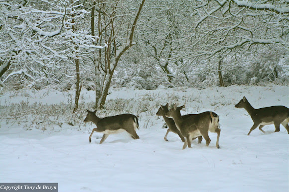 Spotting Image 1