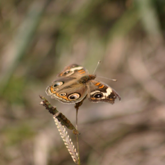 Spotting Image 1