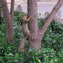 brown squirrel