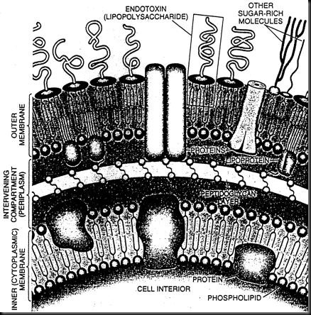 endotoxin