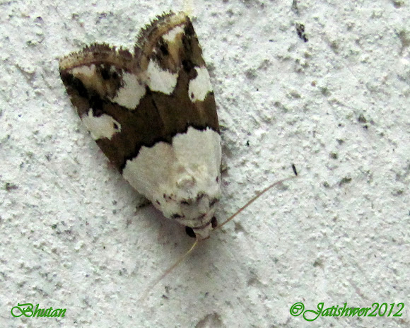 Spotting Image 1