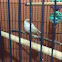 Zebra finch