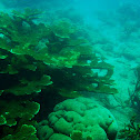 Elkhorn Coral