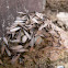 Subterranean Termites