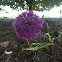 Flowering Onion