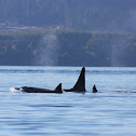 Orca Whales