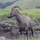 Nilgiri tahr