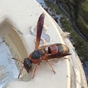 Red and Black Mason Wasp