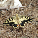 Swallowtail